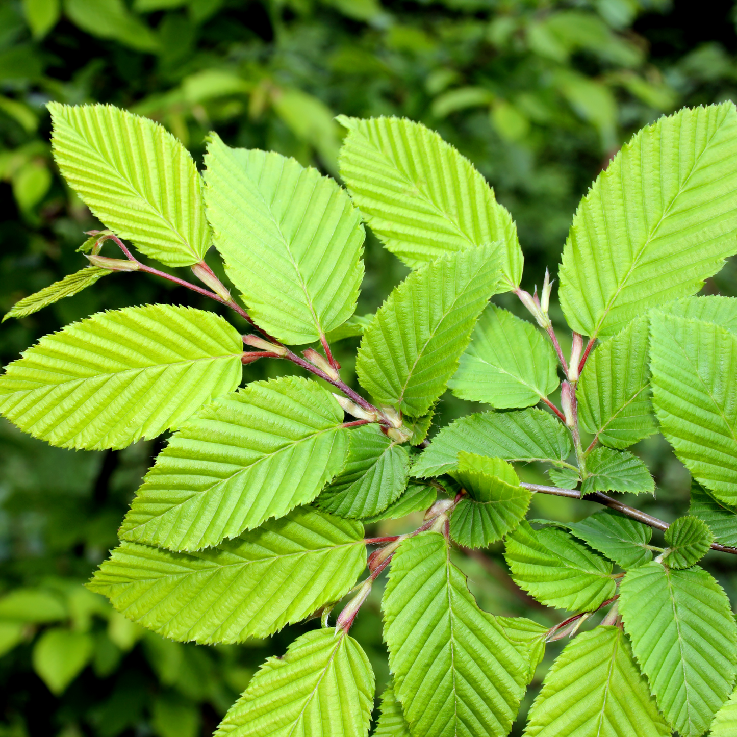 Slippery Elm Bark, Bark Dried, Bark Shredded, Dried Herbs, Food Grade Herbs, Herbs and Spices, Loose Leaf Herbs-5
