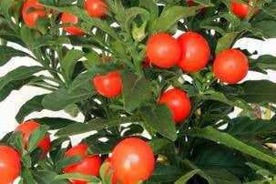 Ashwagandha Dual Extracted Powder